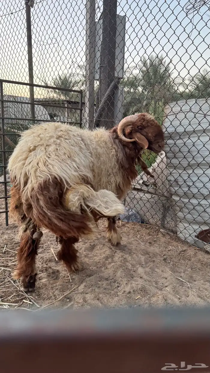 خروف نعيمي 1