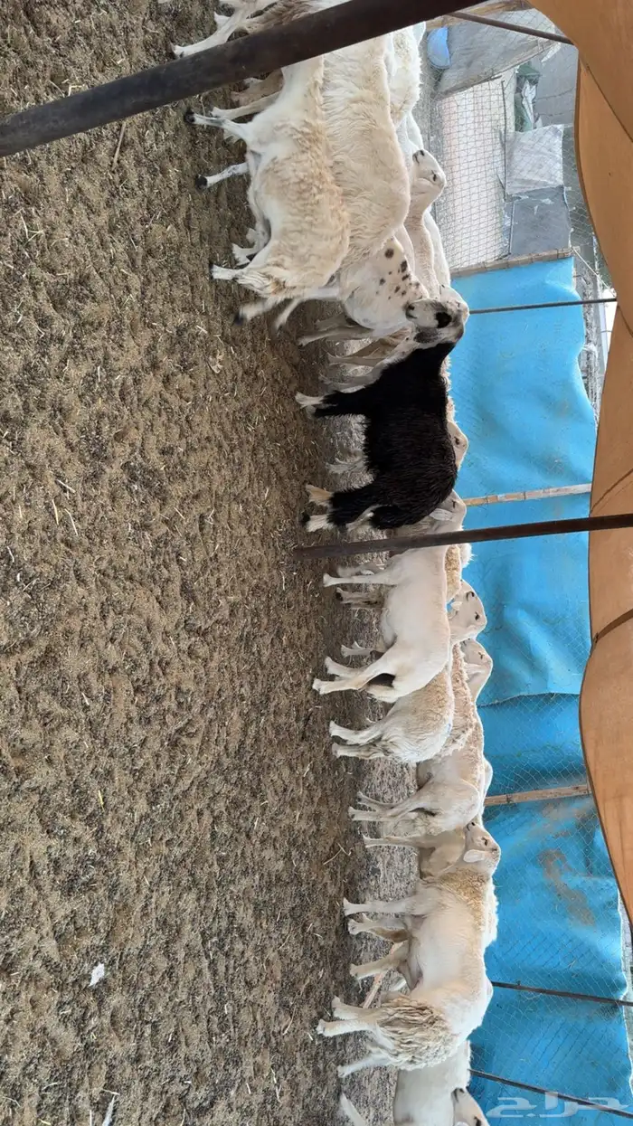 غنم دفيع ومقرعه 2