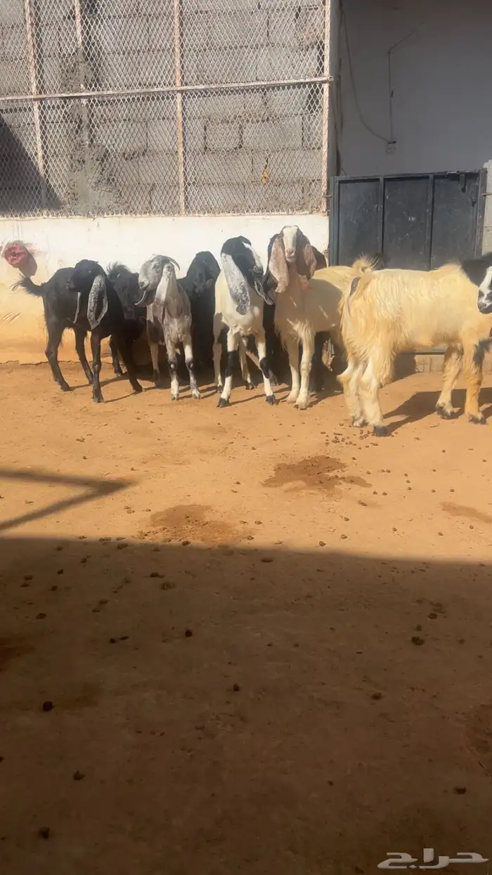 ( تم البيع ) جذعات وثنايا معزا فواخر 6