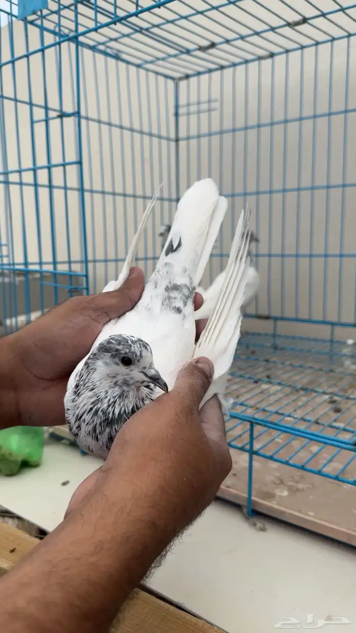 بكستاني طيار 2