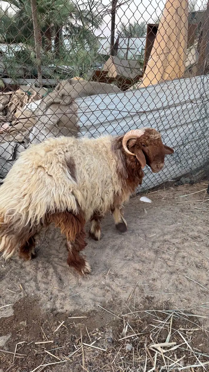 خروف نعيمي 4