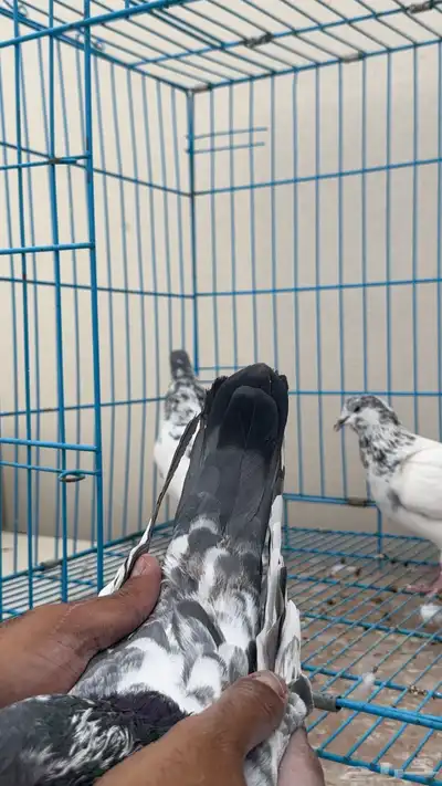 بكستاني طيار index