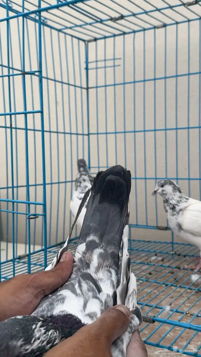 بكستاني طيار 8