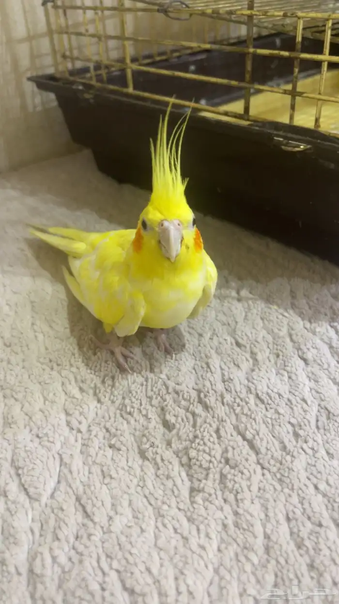 كروان لاتينو 0