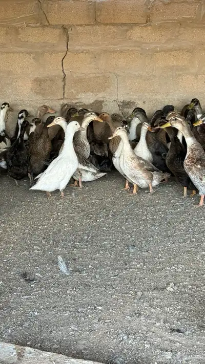 بط شرشري index