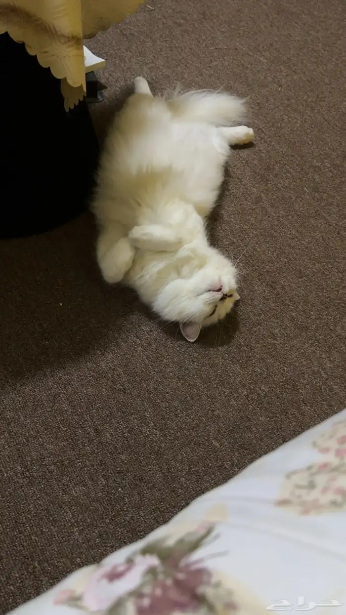 قط معقم جميل 1