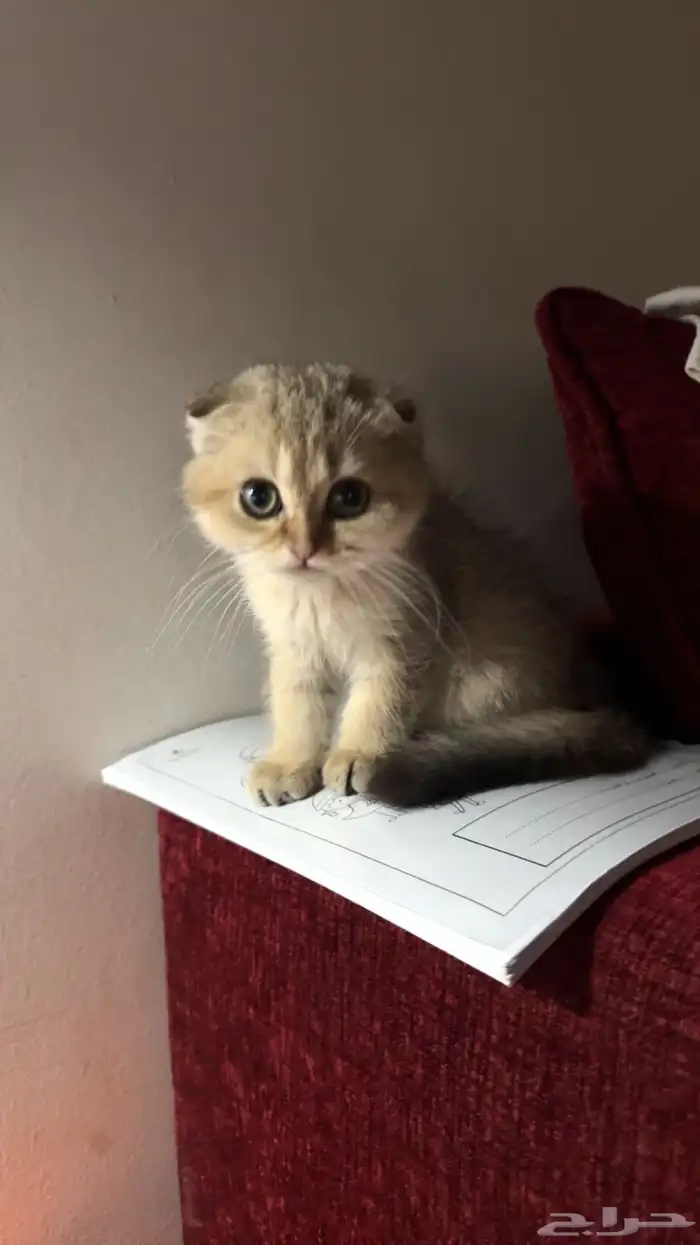 قط كيتن سكوتش 2