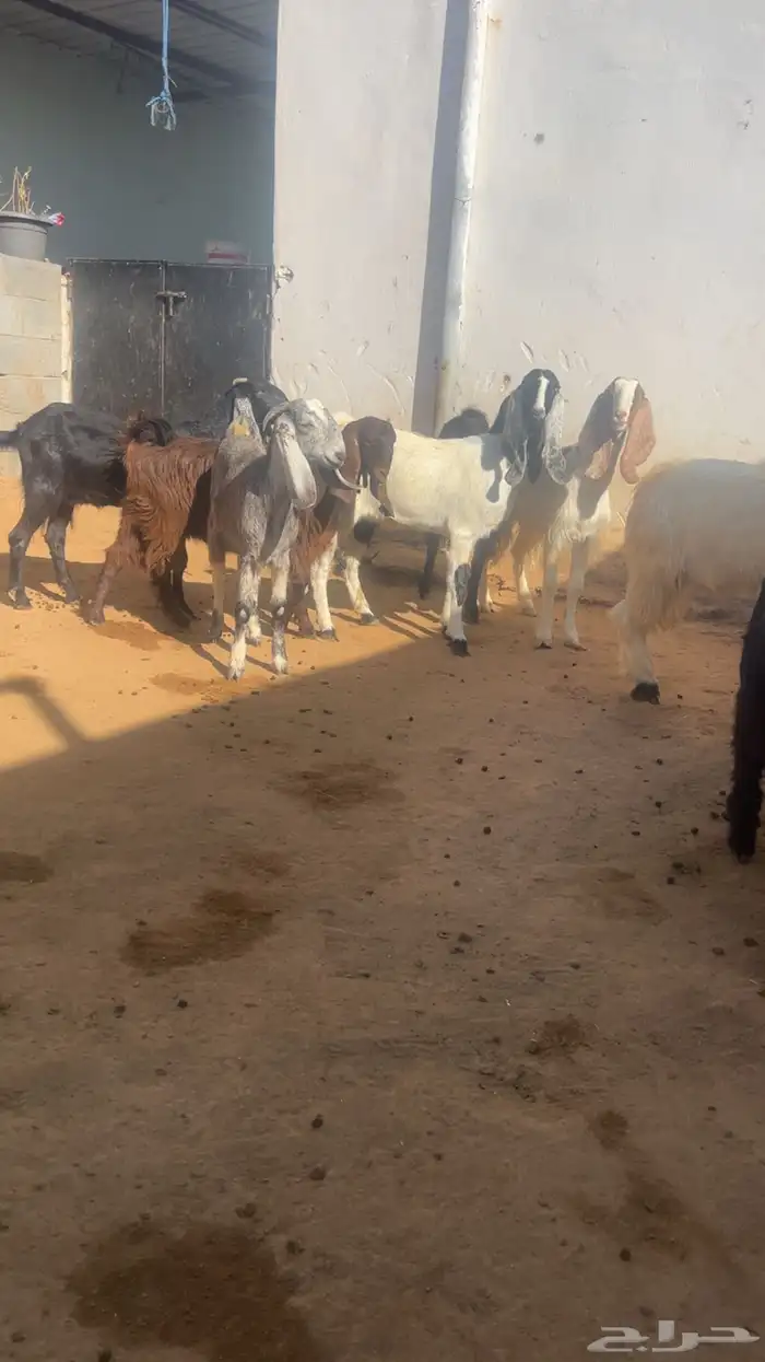 ( تم البيع ) جذعات وثنايا معزا فواخر 11