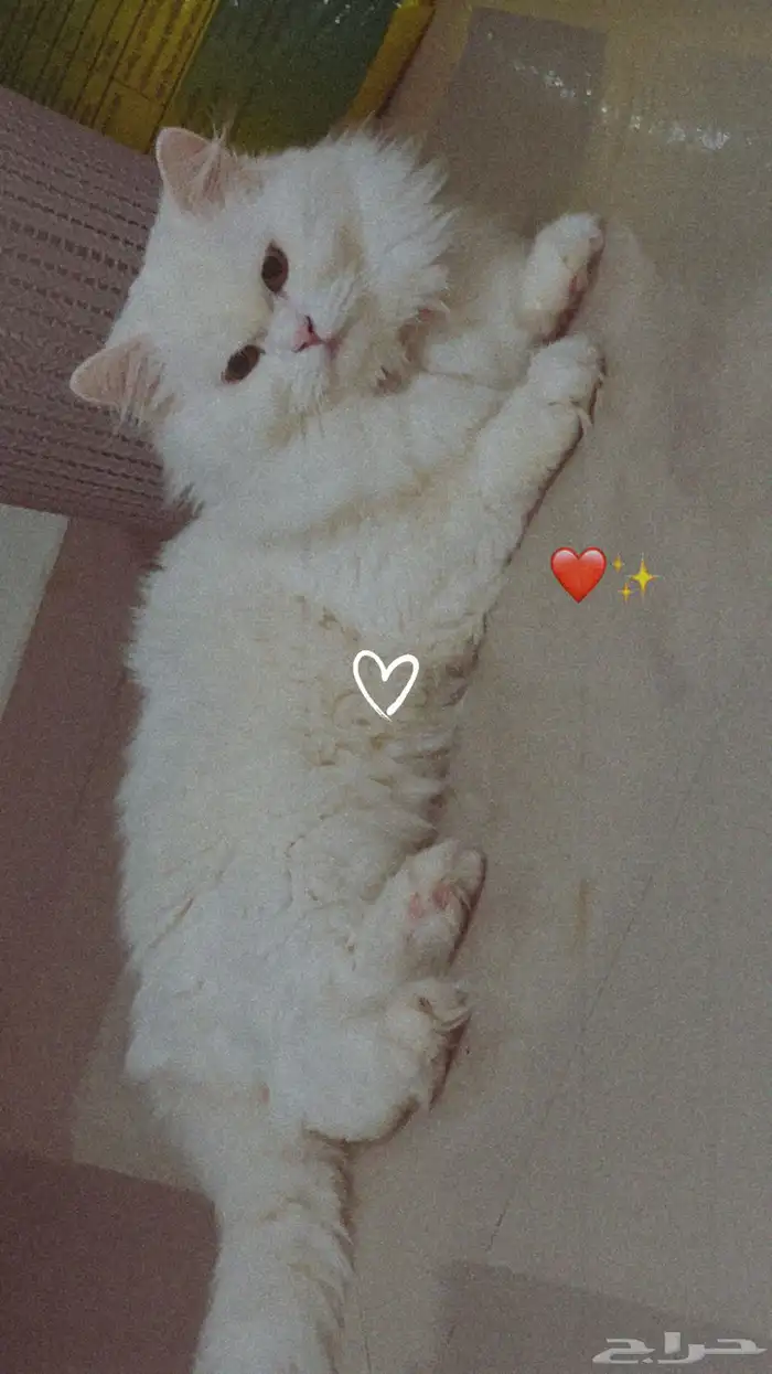 قط اليف مره 0