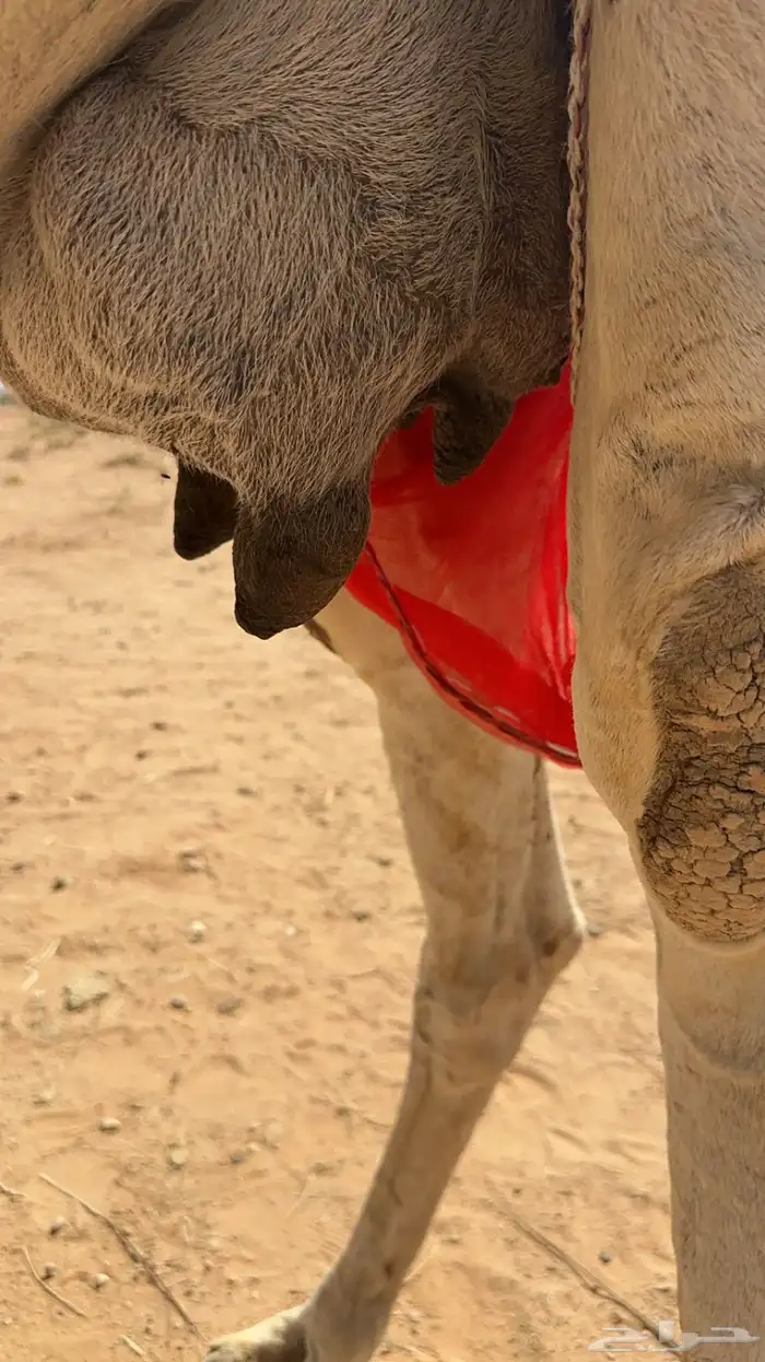 للبيع خلفه تحتها حواره كفوو 2