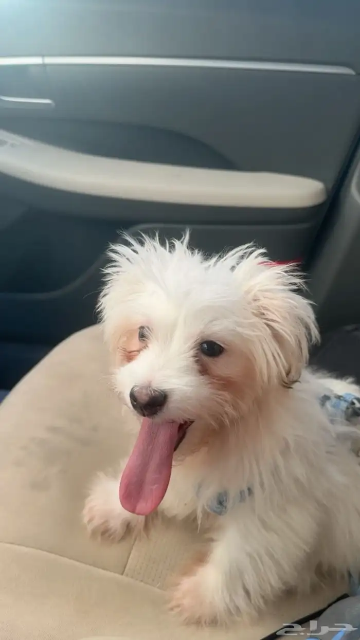 جرو مالتيز اليف 3