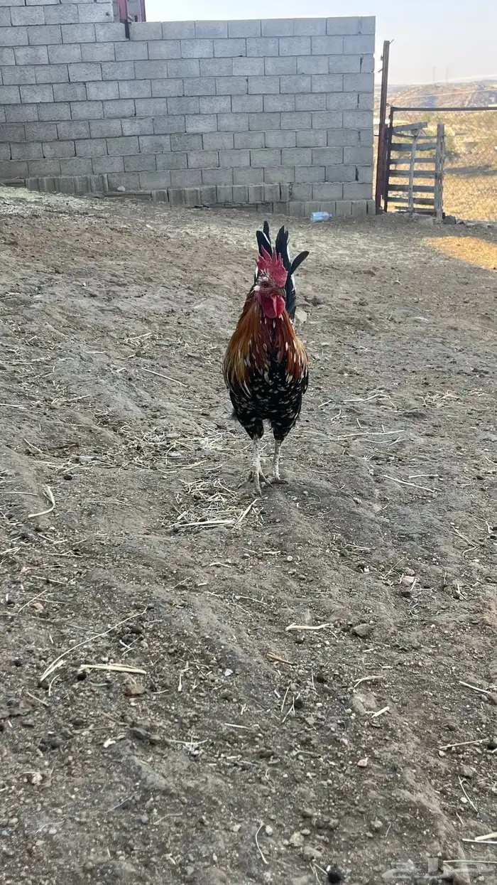 دجاج ماكنتوش 5