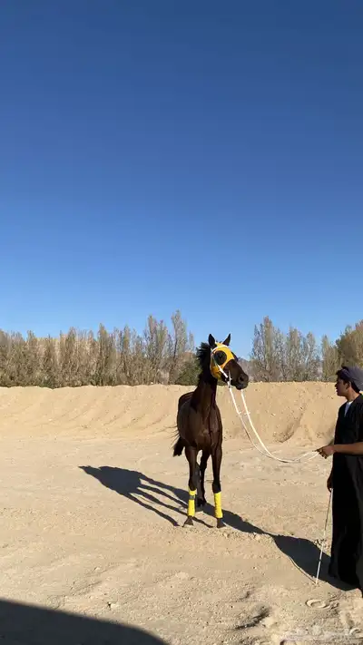 حصان مشروك. index