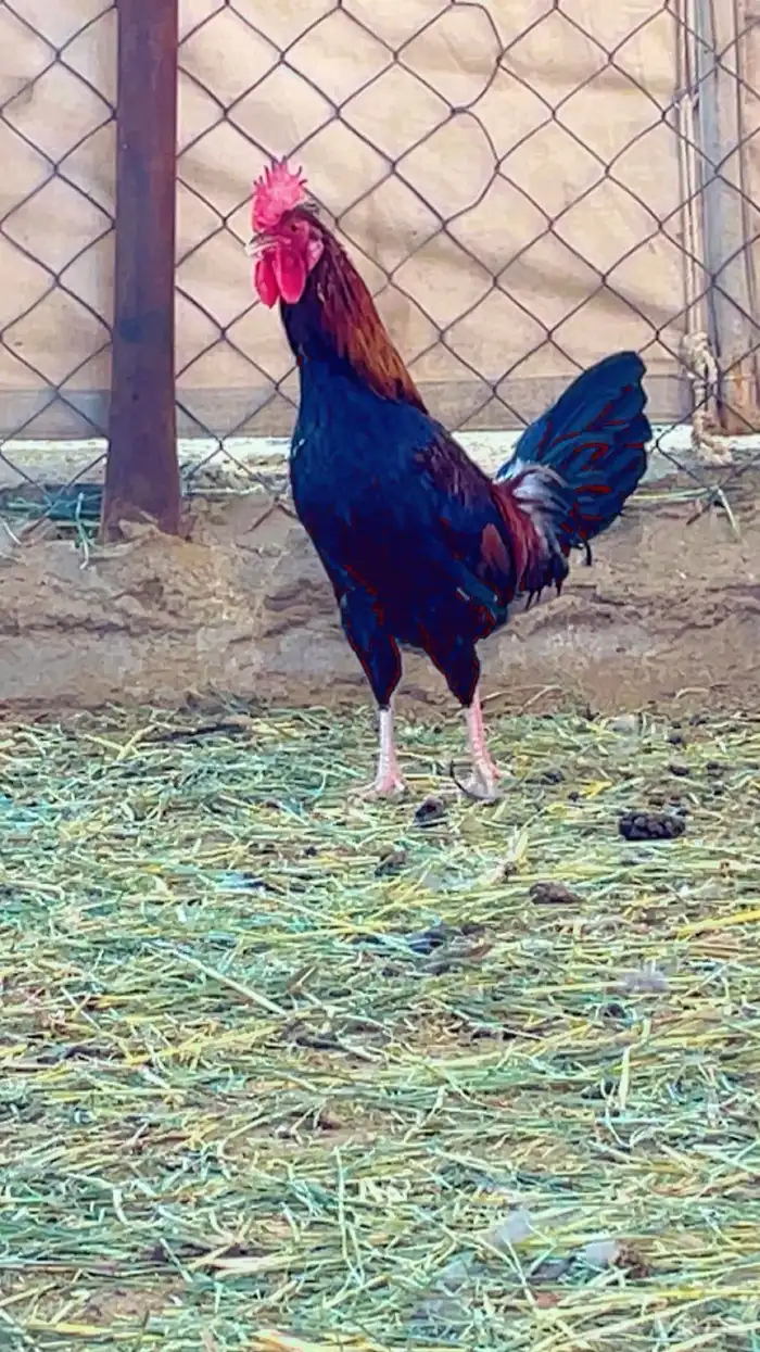 ديك عربي اصيل 2