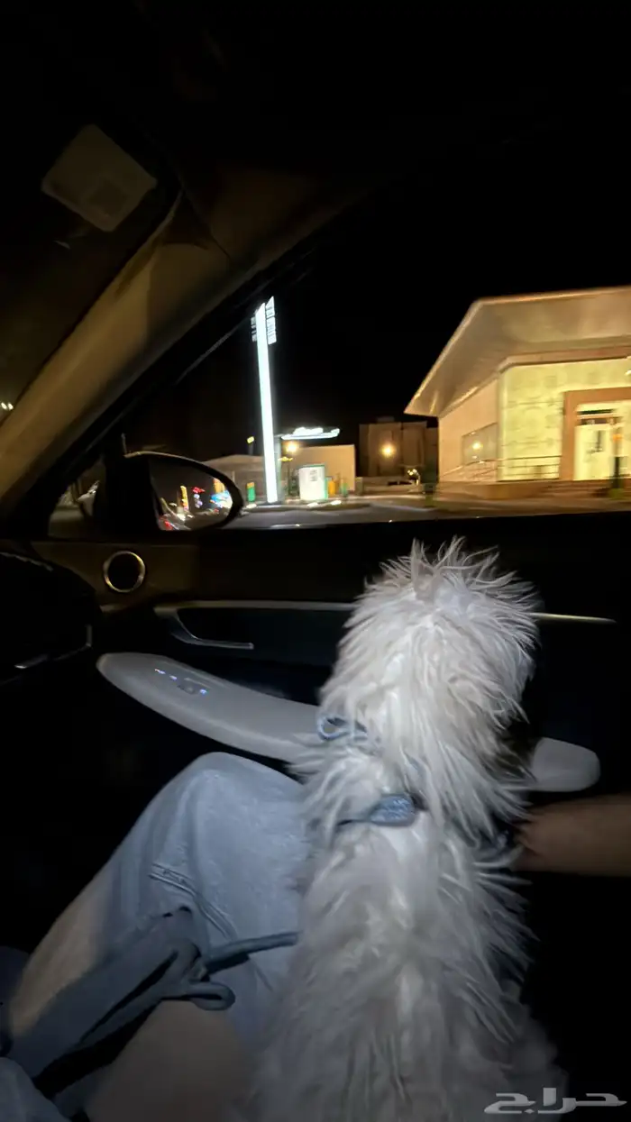 جرو مالتيز اليف 2