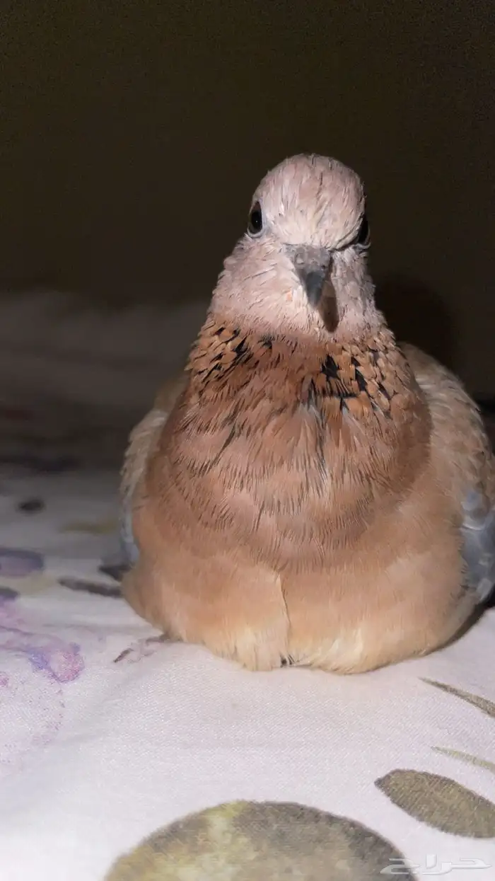 حمامه يمامة النخيل ( تم التبني) 2