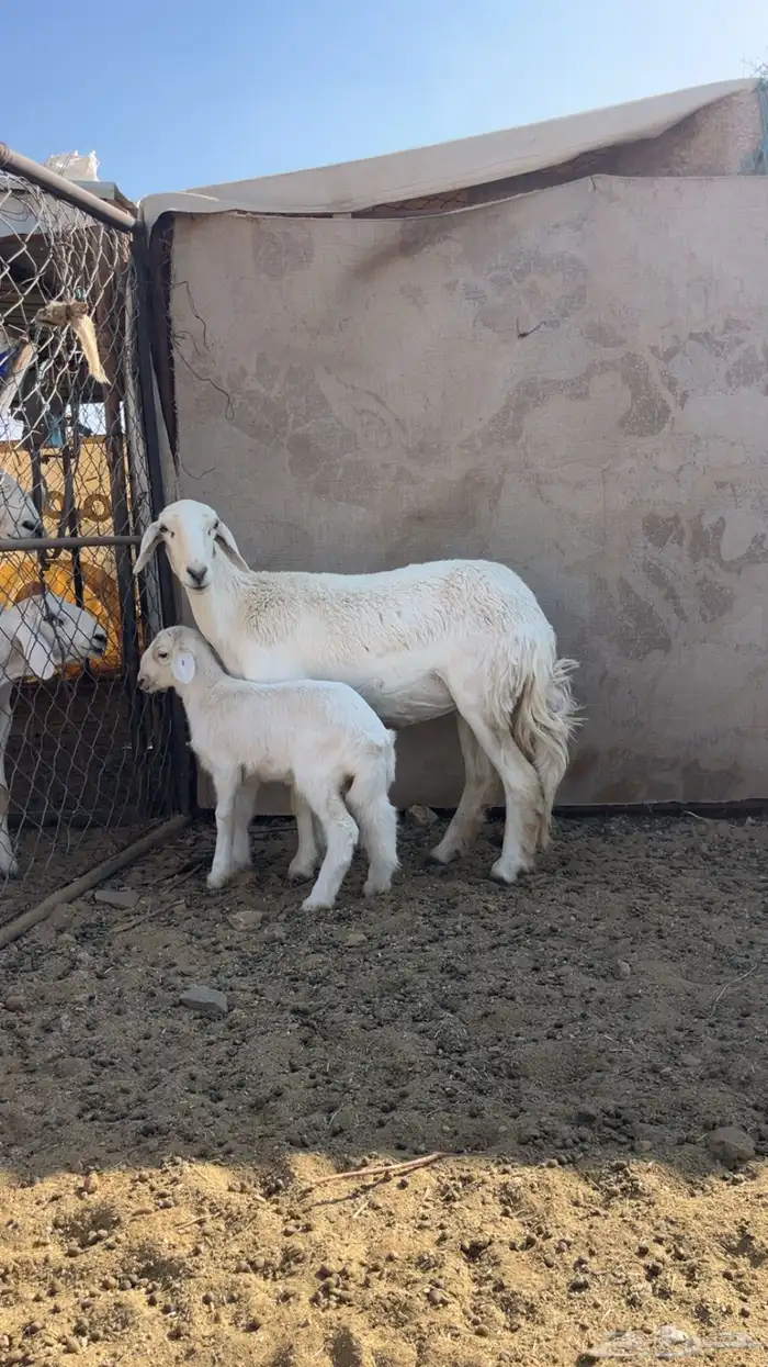 رخل عليها خروف رايم وعلومها زينه عذروبها فيها خراج 0