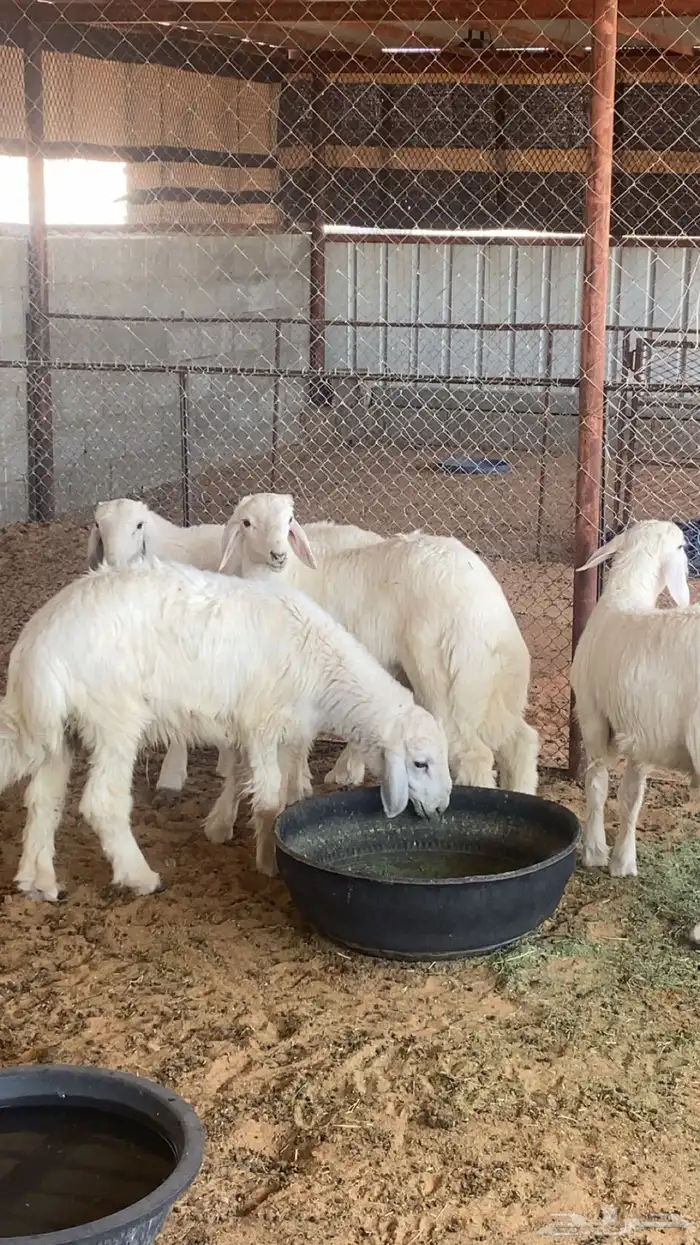 للبيع خرفان حري القصيم 2