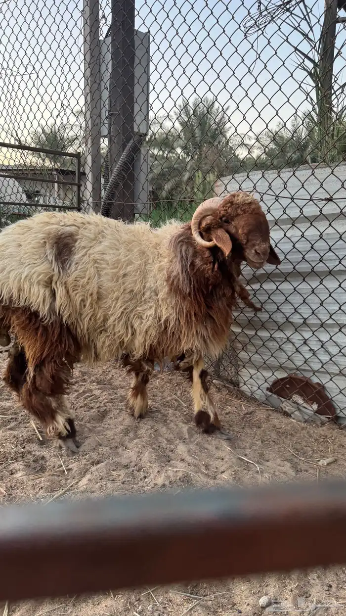 خروف نعيمي 0