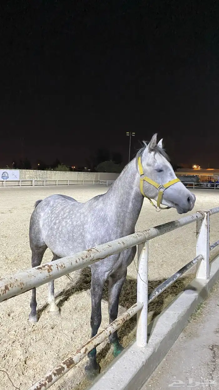 حصان عربي شعبي 7