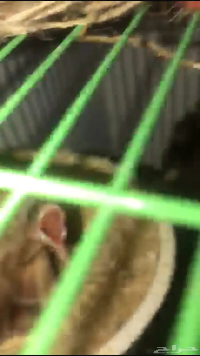 كناري جوز والذكر تقريد تحتهم ولد 2