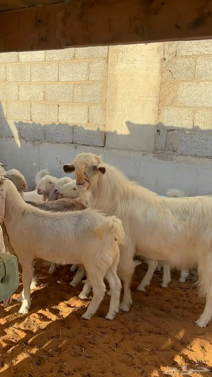 جفرات بيض مشاريك مقاني 1250 10