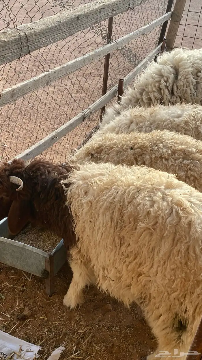 متوفر جميع أنواع الذبايح 4