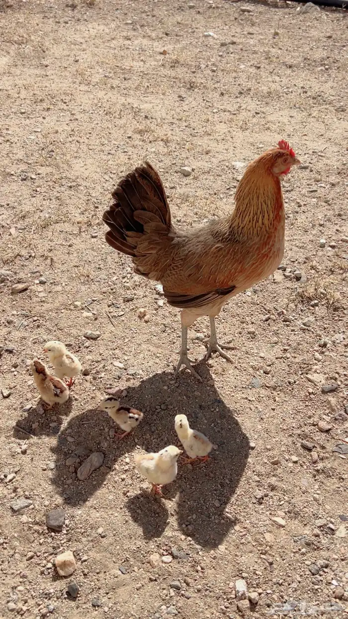 دجاجه عربيه اصيل مفرخه 2