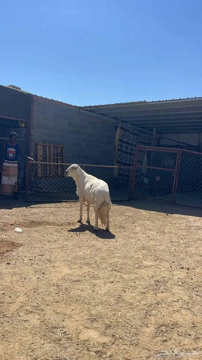 فحل غنم للبيع 4