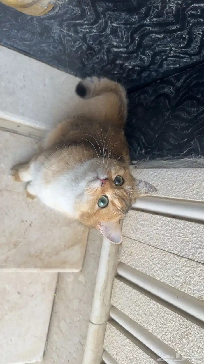 ذكر برتش شورت هير بيور NY11 من اهالي مستوردين 0