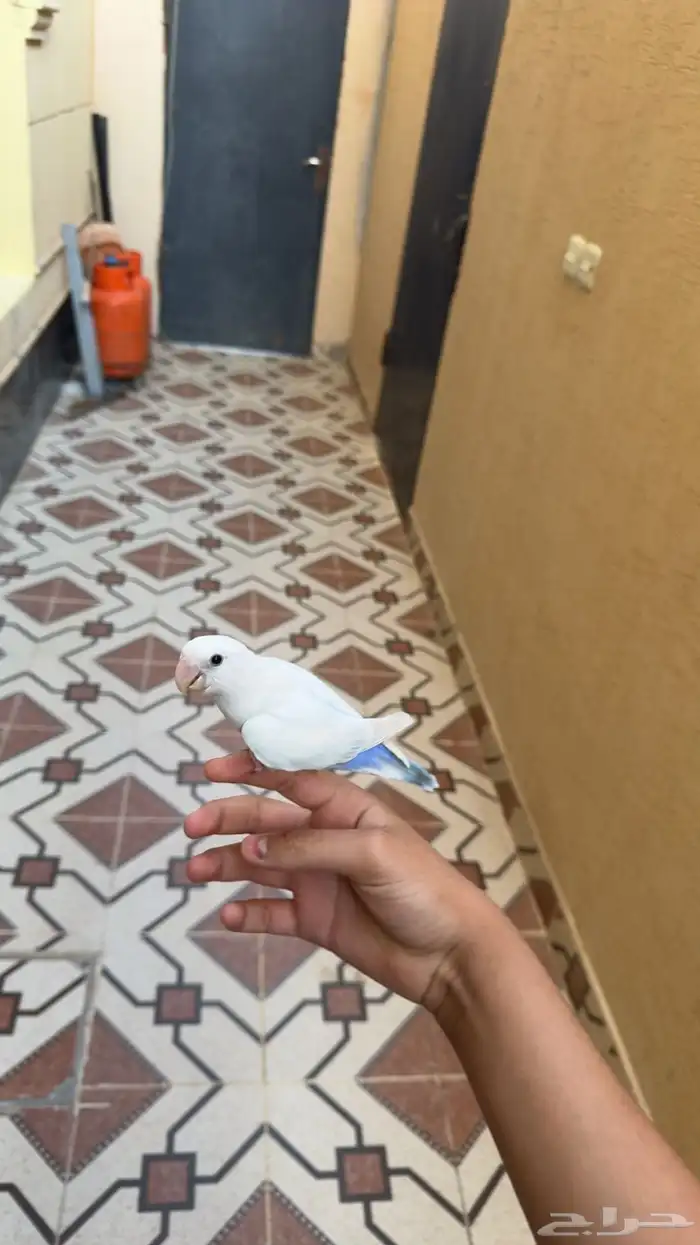 طير روز هدد خارجي و داخلي عمره 4 شهور 0