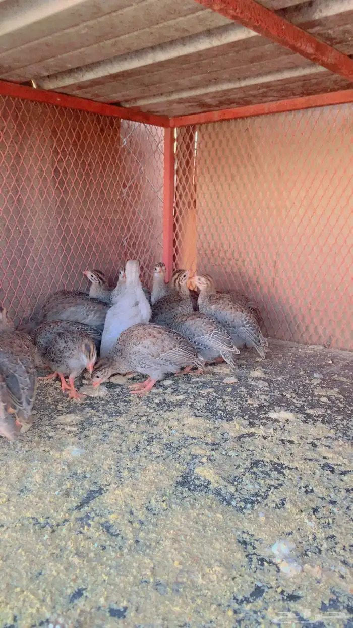 حجل انتاج تحضين 1