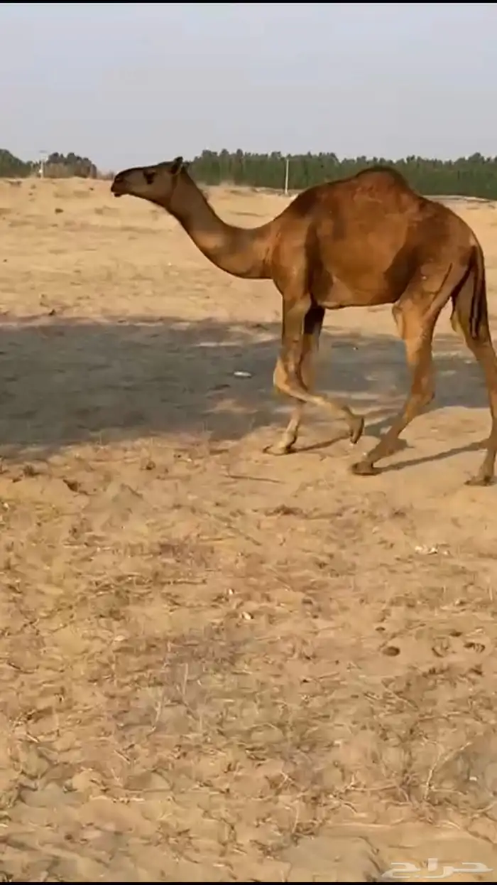 بكره حمراء 1