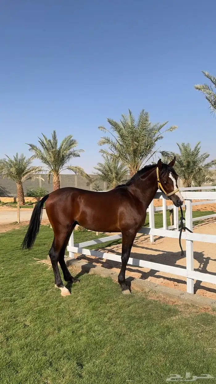 حصان عربي 1