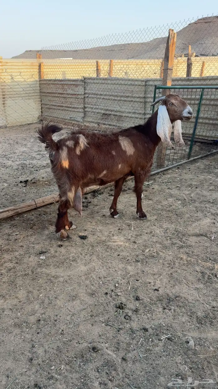 عنز مشروكه متبع 1