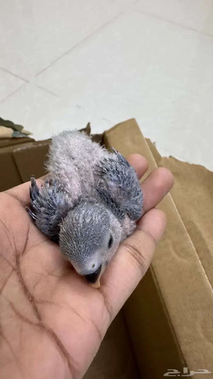 2 فرخ روز ازرق للبيع بصامطه 3