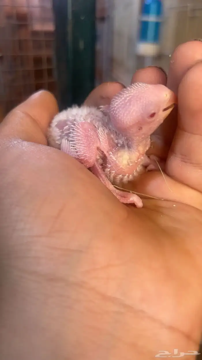 فرخ روز البينو الي توقف عليه سومه نصيبه 0