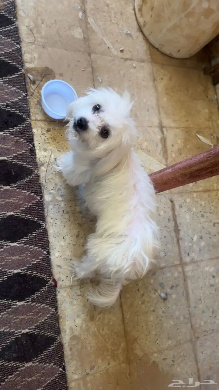 كلب مالتيز 1