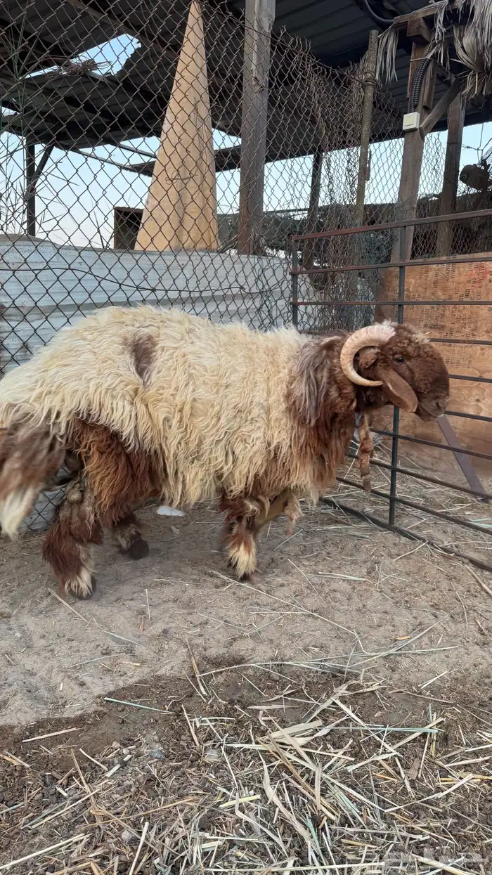 خروف نعيمي 6