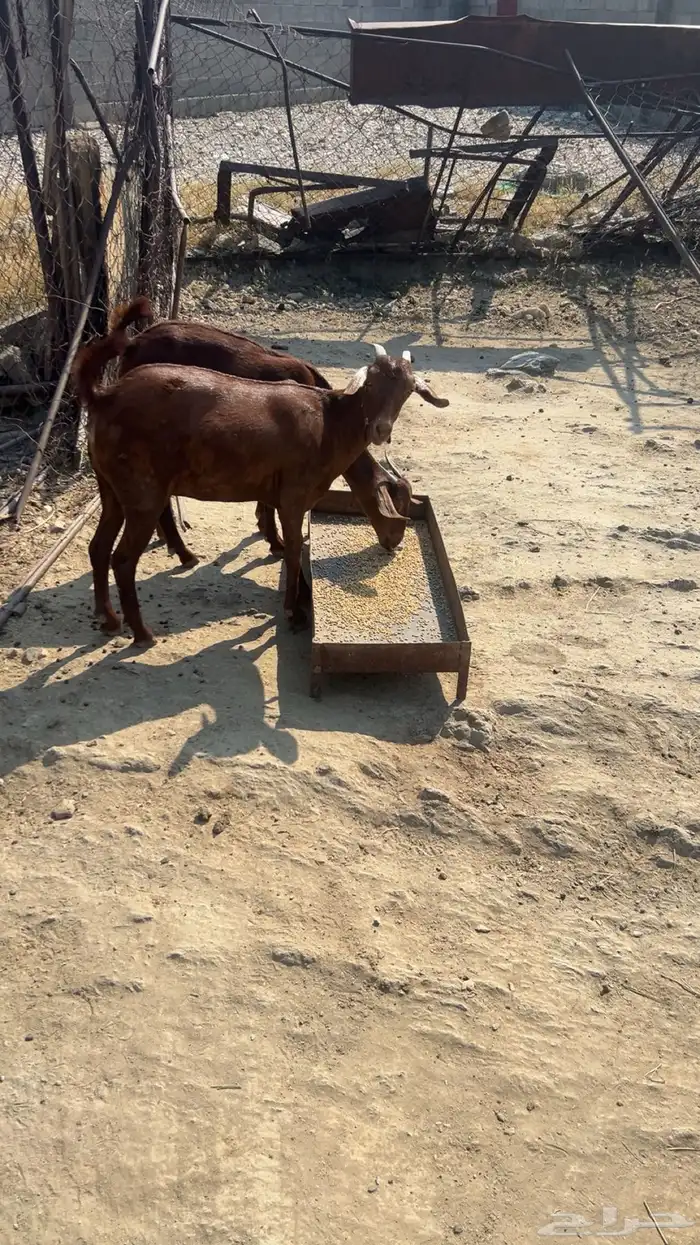 خبيش للبيع 2