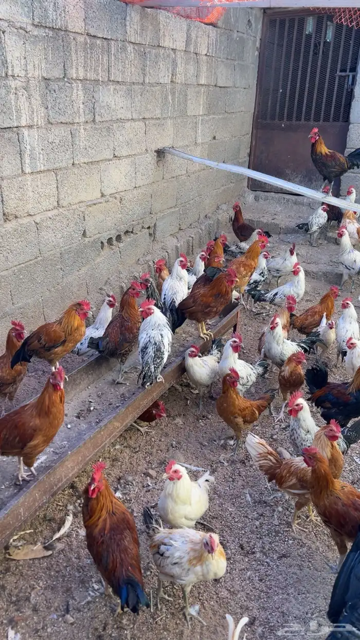 دجاج وديكة بلدي للبيع 2