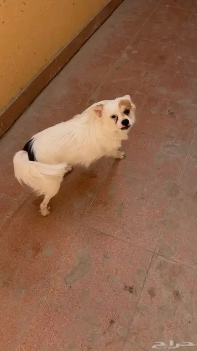 كلب للتبني الموقع حي طويق index