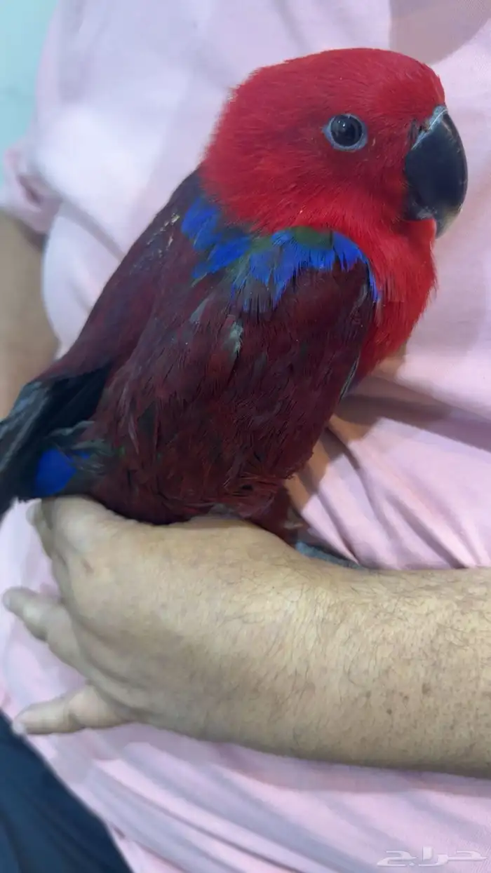 محمية الطيور المغردة 1