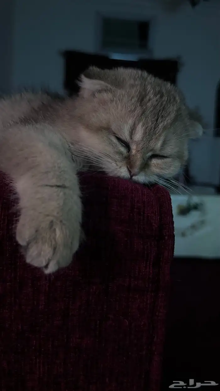 قط كيتن سكوتش 3