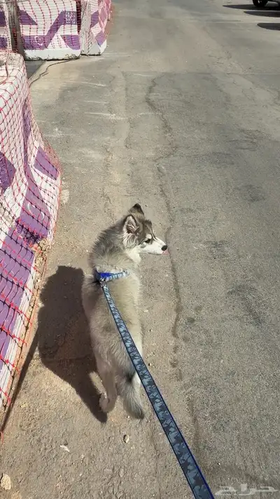 كلب هاسكي index