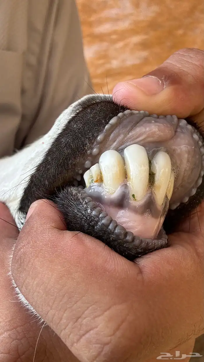 عنز بيشيه رباع كحلا فاخره صنف 5