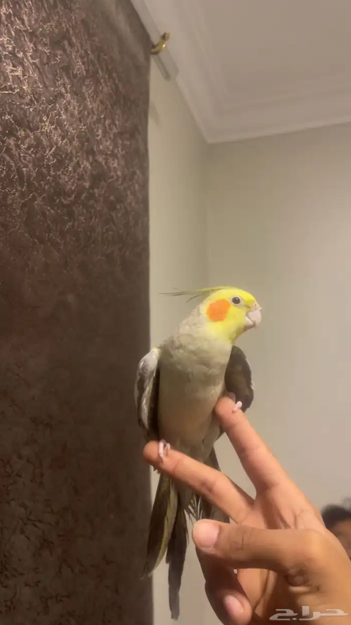 طير كروان لاتيني 0