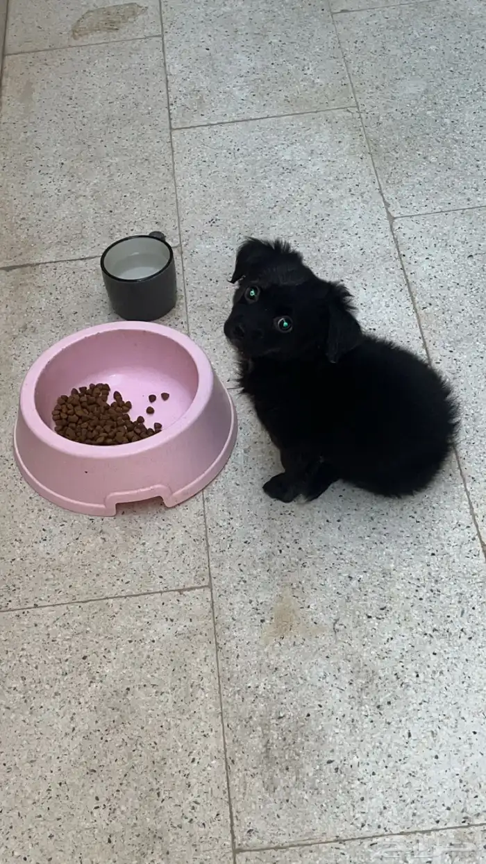 العمر 3 اشهر مالتيز 0