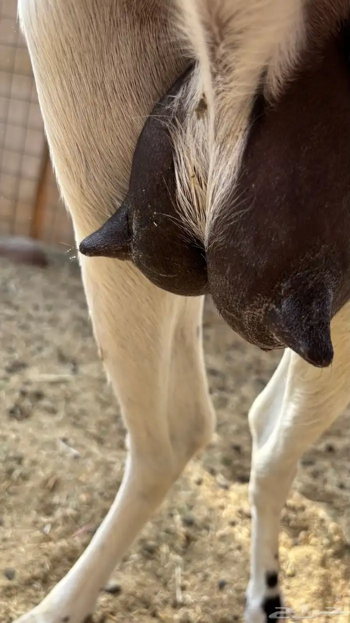 عنز بيشيه رباع كحلا فاخره صنف 4