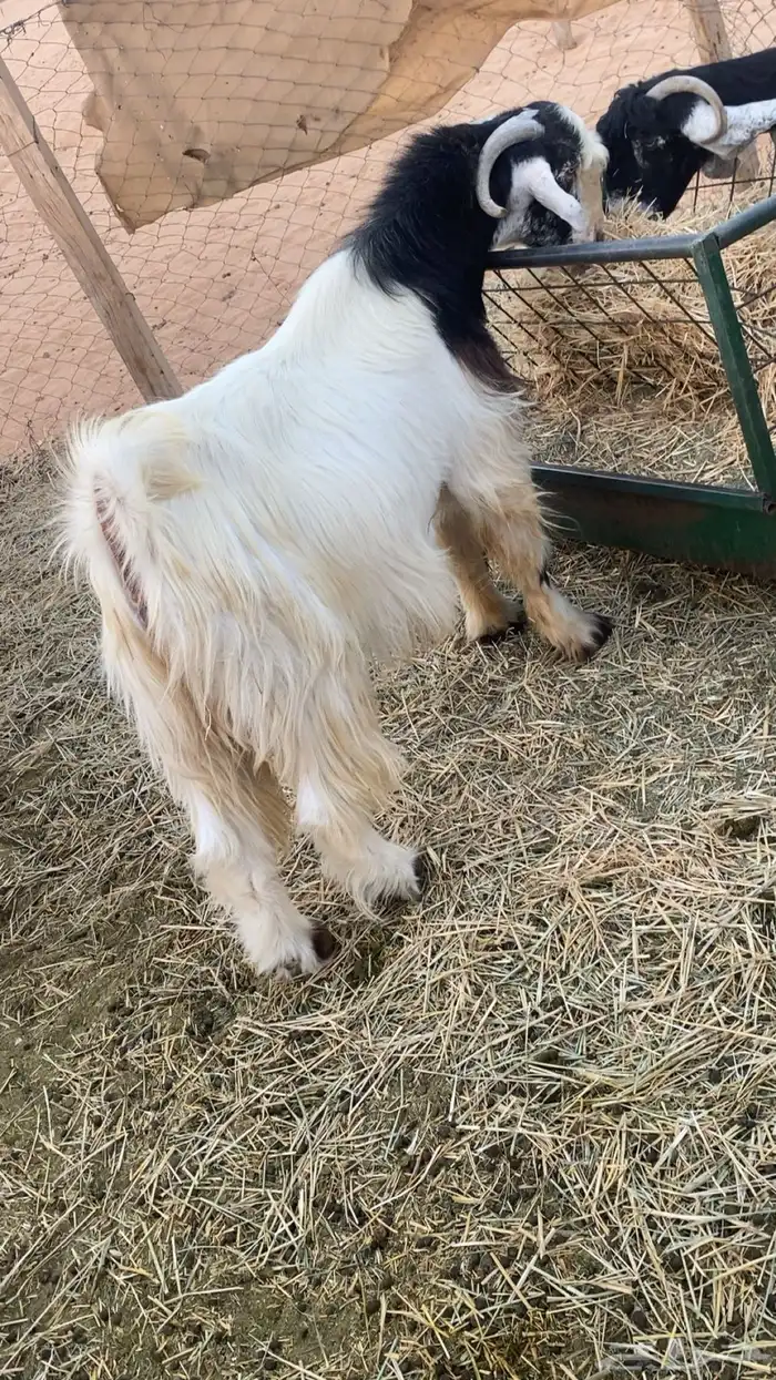 تيس ثني حار 1